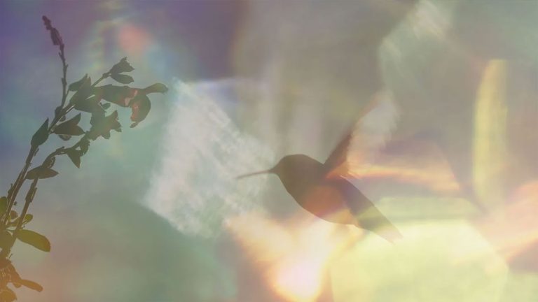 Rezension zu „Every Little Thing“: Kolibris rücken ins Rampenlicht