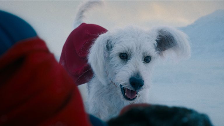 Supermans Krypto Sparks 513% Interesse an PET -Adoptionen