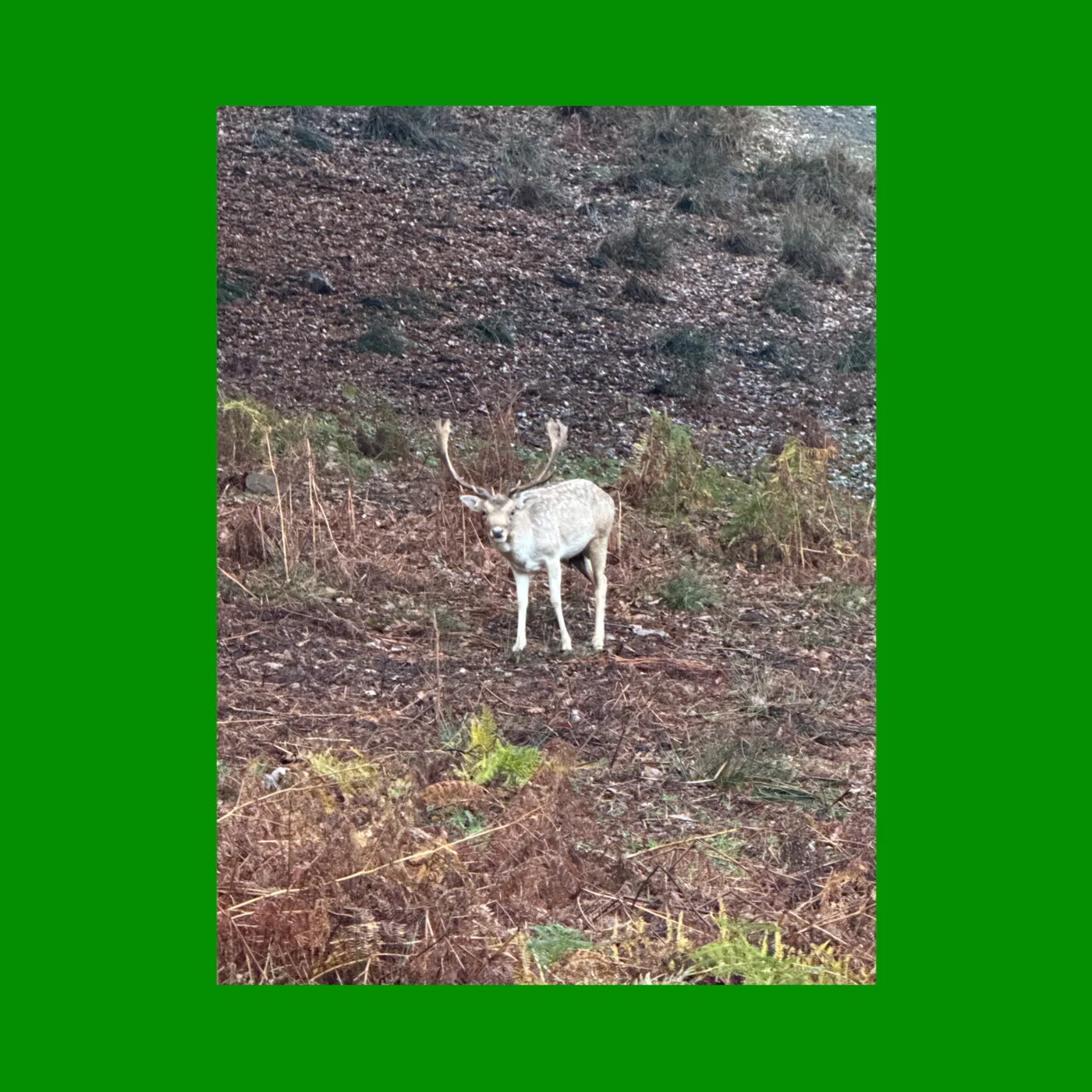 Das Bild könnte Tiere, Hirsche, Säugetiere, Wildtiere, Boden, Antilopen und Elche enthalten